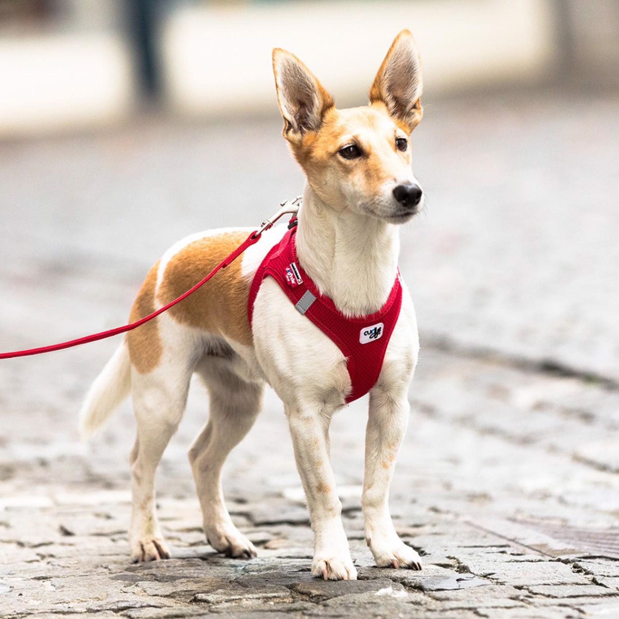Curli Vest Air-Mesh Clasp hundesele i lett nettingmateriale