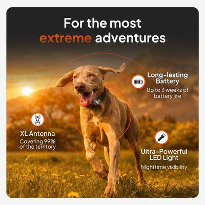 Weenect XT GPS-tracker til hund med Julius-K9-halsbånd
